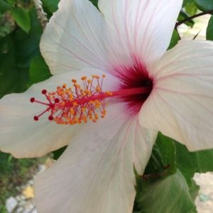 Meet your Posher, Laurie